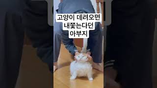 고양이 데려오면 내쫓는다던 아부지 영상 #shorts