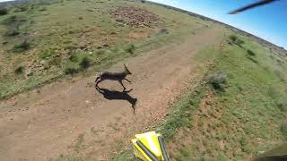 Netgun Game Capture in South Africa from R44 Helicopter