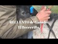 RECUENTO DE GANADO. Becerrillo.