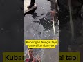 Banyak ikan di kubangan sungai #shorts