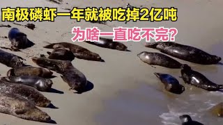 南极磷虾一年就被吃掉2亿吨，为啥一直吃不完？专家：这是地球BUG