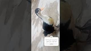 #cat #catlover #music اینبار از  م اردک مامانم ویدیو گرفتم