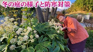 【花の谷オールドビレッジ1月】冬の植物の様子とやっておきたい防寒対策【園芸作業】【庭作り】