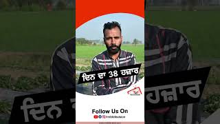 ਦਿਨ ਚ 38 ਹਜ਼ਾਰ ਦੀ ਕਮਾਈ | #rmbtelevision #farming #punjab #trendingshorts #rmbpunjabi