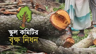 পাবনার চাটমোহরের হরিপুর দুর্গাদাস স্কুল এন্ড কলেজের শতবর্ষী মূল্যবান গাছ কেটে বিক্রি