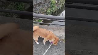 今日は曇っています、涼しいです。【柴犬】六花ちゃん：夕方のお散歩。（2022/09/15）