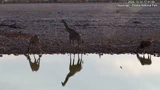 Eland and Giraffe