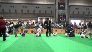 FCI JAPAN INTERNATIONAL DOG SHOW 2013  PAPILLON （BOB戦）