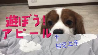 甘え上手なキャバリアとトイプードル