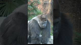 ハオコ突然に現れる！　上野動物園ゴリラ🦍