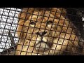 ライオン　アースくん　鹿肉が来るのを待っています　【のんほいパーク】lion earth kun toyohashi zoo