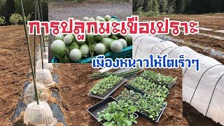 วิธีปลูกมะเขือเปราะ Thai eggplant:ช่วงตอนปลูกต้นกล้ามะเขือเปราะ ให้โตเร็วๆและแข็งแรง 2018.04.16