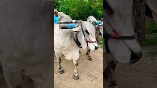 🌾👳రైతు నేస్తాలు🌾#shortfeed #ytshorts#raituvideos #bullsvideos #trendingshorts #bulls #viral #shorts