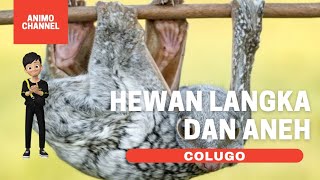 Hewan Langka dan Aneh! Colugo I LEMUR TERBANG