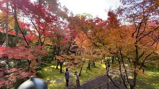 日本京都禪林寺（永觀堂）楓葉季🍁必去景點