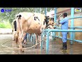 kmf nss ನಂದಿನಿ ವೀರ್ಯಾಣು ಕೇಂದ್ರ revolutionizing dairy farming with advanced cattle breeding