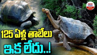 Hyderabad Zoo's Star Tortoise Chanakya No More At the Age of 125 | ABN Digital Exclusives