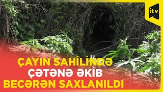 Bu dəfə Kür qırağının seyrangahı olmadı, əvəzində çətənə kolları əkiblər