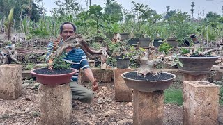 cek harga terbaru di ucill bonsai  dan pak tamaji harga bisa di nego 083135924319