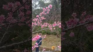 八重岳桜祭りが昨日から開催中！🌸