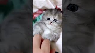 So Cute Kitten 😍😸 #shorts