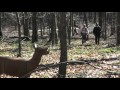 Dual shots on deer