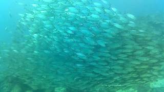 Saipan Lau Lau Dive Site