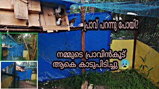 പ്രാവിൻകൂട് ആകെ കാടുപിടിച്ചു 😰 പ്രാവ് പറന്നു പോയി😢