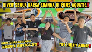 KAGET! LIMBATA BABY MANGAP MANGAP MILIK POMS AQUATIC | INI DIA TIPSNYA‼️