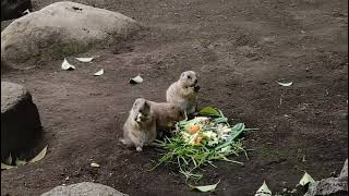 行船公園自然動物園❷オグロプレーリードッグ(土撥鼠)の食事