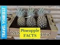 Interesting Pineapple Facts!