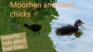 Lives of Moorhen and Coot chicks: feeding, parental care and other interesting facts