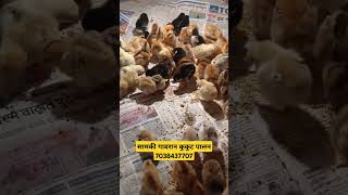 गावरानी पिल्ले| सामकी गावरान कुकुट पालन यवतमाळ। #gavrankombdipalan #poultryfarmin #samakiagrofarm