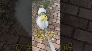 【ポメラニアン】   夕方のおさんぽ       たくさん歩いたアルトくん🐾🐾          可愛い洋服のアルトくんの姿✨️🐶          #(愛犬)#(ポメラニアンのいる暮らし)