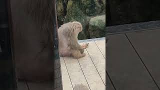 睦雲★②ヤクシマザル・屋久島猿★Yakushima_Monkey ・・・沖縄こどもの国・Okinawa Zoo \u0026 Museum(20220613)