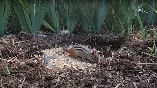 Sunday Morning Brunch for Chipmunks - 10 Hours - Nov 20, 2022