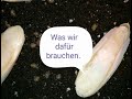 wir bauen ein zuhause für unsere babyschnecken