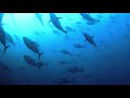 【30秒の海中動画】和歌山 紀伊大島 no 1 クロマグロの水中映像 underwater image of blue fin tuna.