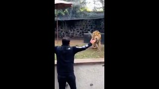 Lion Sees Her Dad After YEARS!