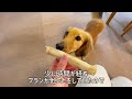 【ミニチュアダックスの日常】パパのごはんを狙う食いしん坊な愛犬