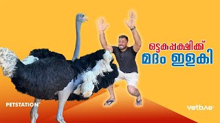 ഒട്ടകപ്പക്ഷിക്ക്‌ മദമിളകാറുണ്ടോ?? ഇടക്ക്‌ ഇവൻ അക്രമം കാണിക്കാറുണ്ട്‌ |
