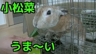 うさぎが小松菜を食べるところ A rabbit is eating Komatsuna.