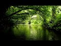 relaxing forest sounds of stream and gentle birdsong