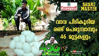 Vava Suresh catches two pythons and picks up their 46 eggs | Snakemaster EP 450