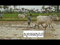 សុបិនឃើញ ភ្ជួរស្រែ dreaming of plowing a field