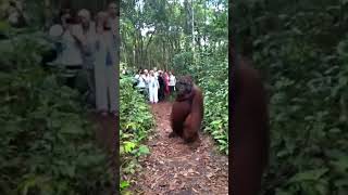 monkey brutally attacks tourists!!! 🐒🐒