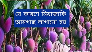 মিয়াজাকি আমের দাম🔥কেন‌ কেজি প্রতি আড়াই লাখ টাকা | Mango Gardening