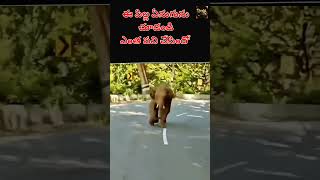 పిల్ల చేష్టల పిల్ల ఏనుగు#shorts #youtubeshorts #viral #animals