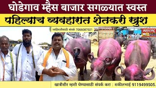 म्हैस बाजार घोडेगाव | Ghodegav Buffalo Market | म्हैस खरेदी विक्री घोडेगाव