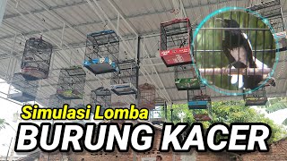 SIMULASI LOMBA BURUNG KACER || dalam hitungan detik Kacer langsung gacor